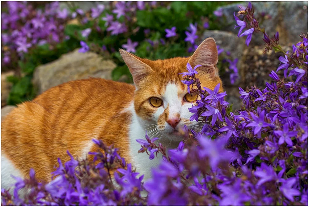 Katzen im Frühling