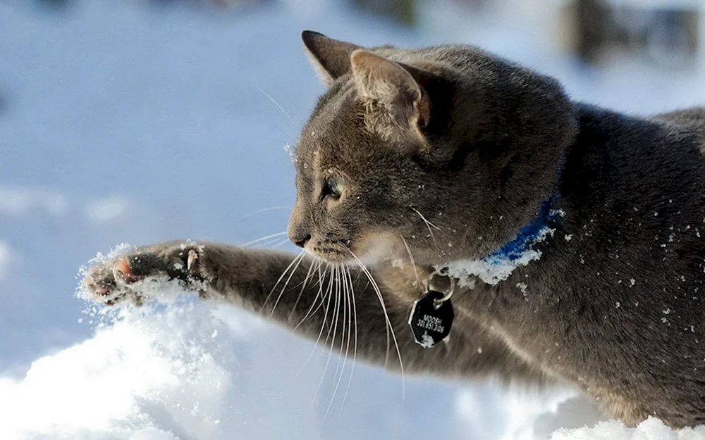 Katzen im Winter