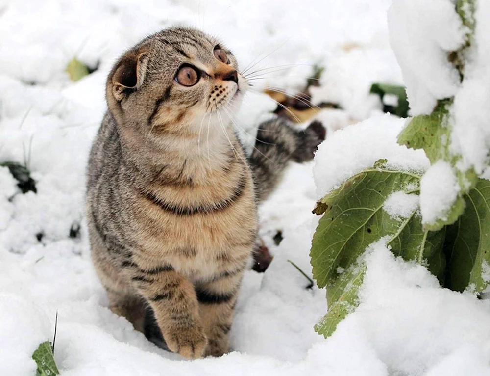 Katzen im Winter