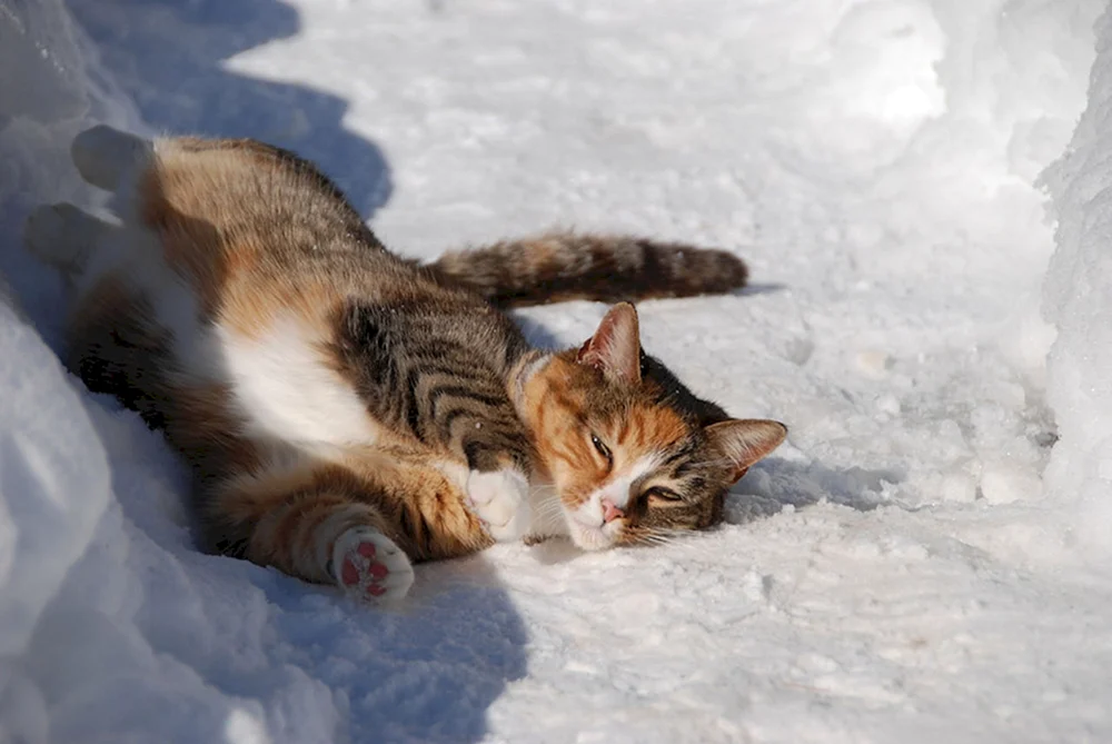 Alaskanische Schneekatze