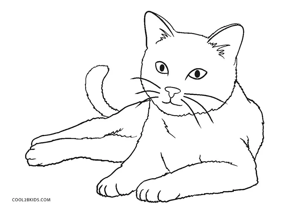 Katzen. Färbung