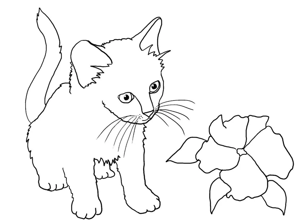Katzen. Ausmalen