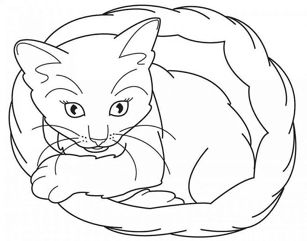 Katzen. Ausmalen