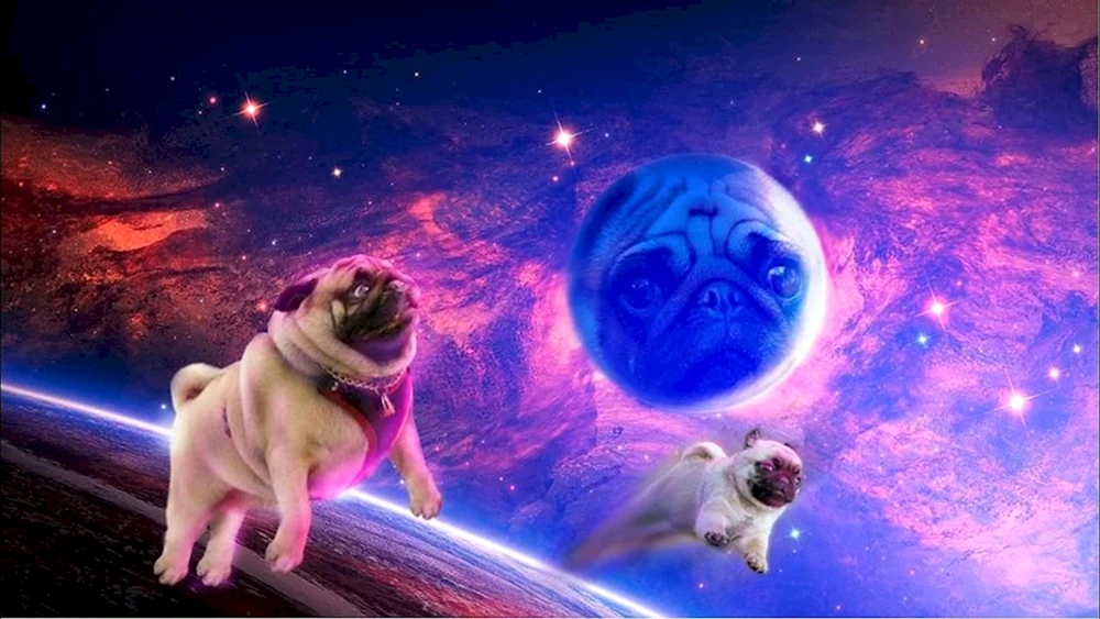 Hintergrund des Präsidenten USA für Zoom