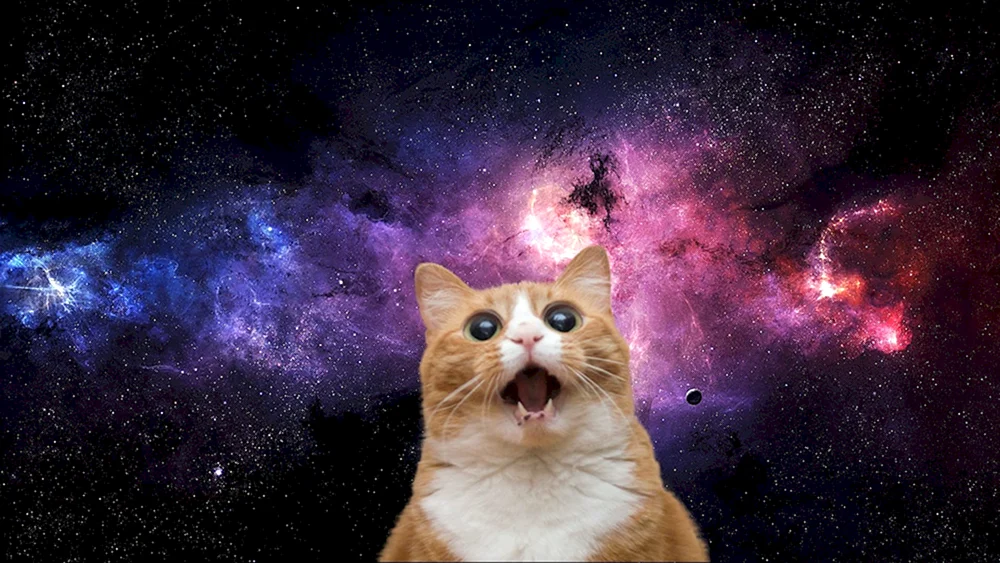 Kosmische Katze