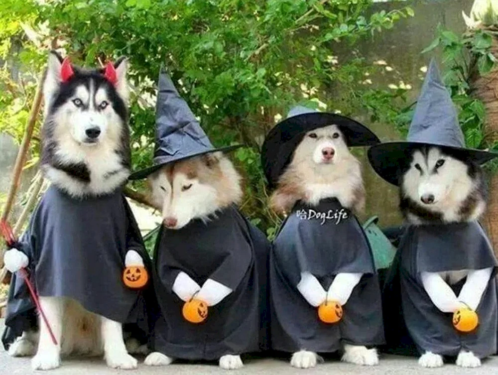 Hundekostüm