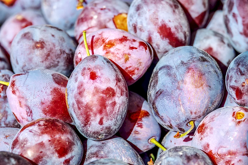 Kostochkovye fruit