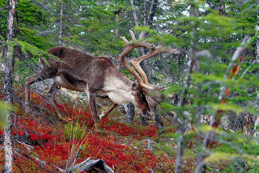 Kostomukshsky-Reservat unberührte Taiga