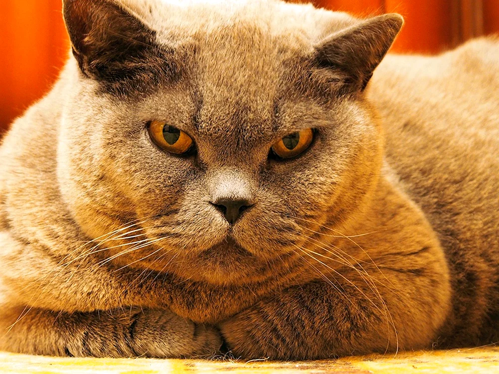 Katze downloaden