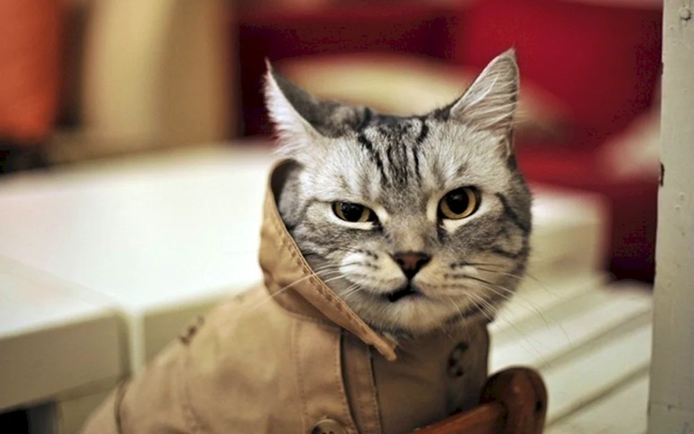 Katze