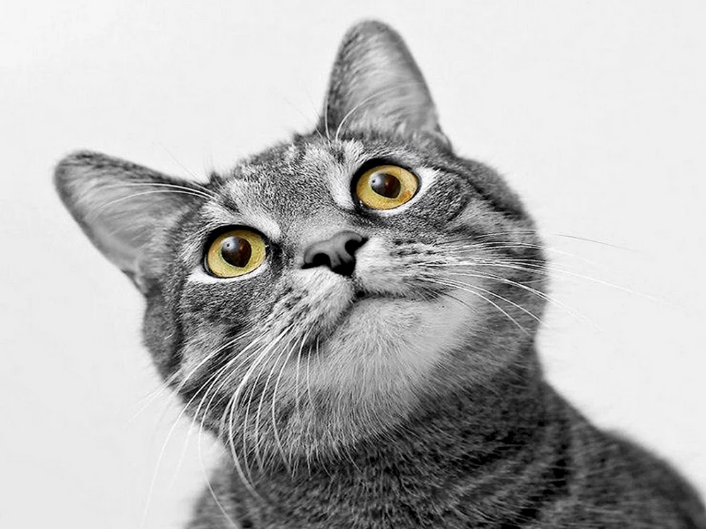 Katze im Schock