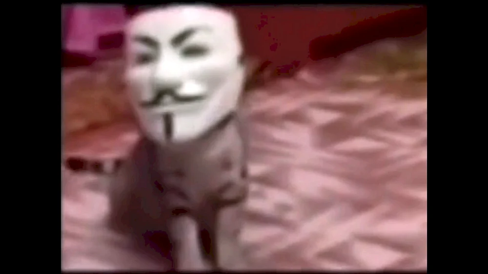 Cat anonym