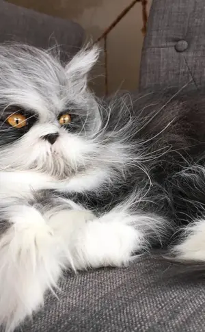 Katze Atchum Rasse