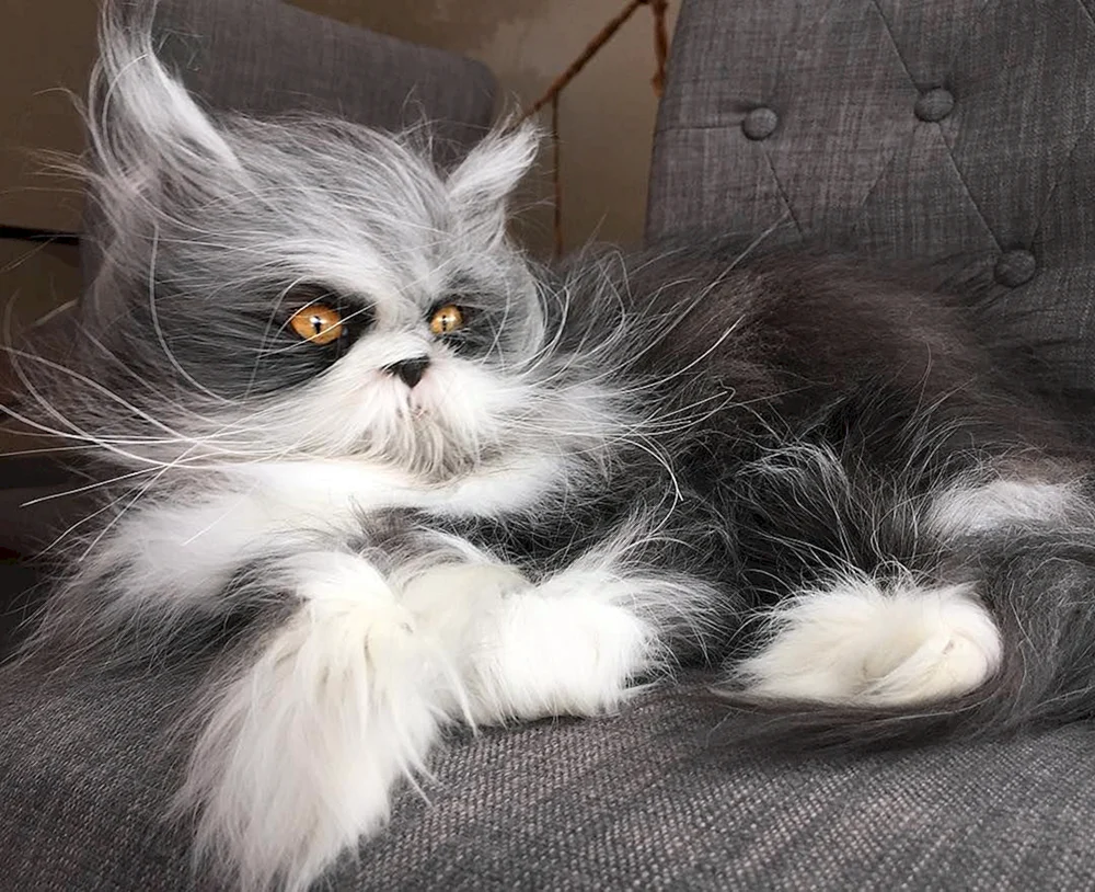 Katze Atchum Rasse