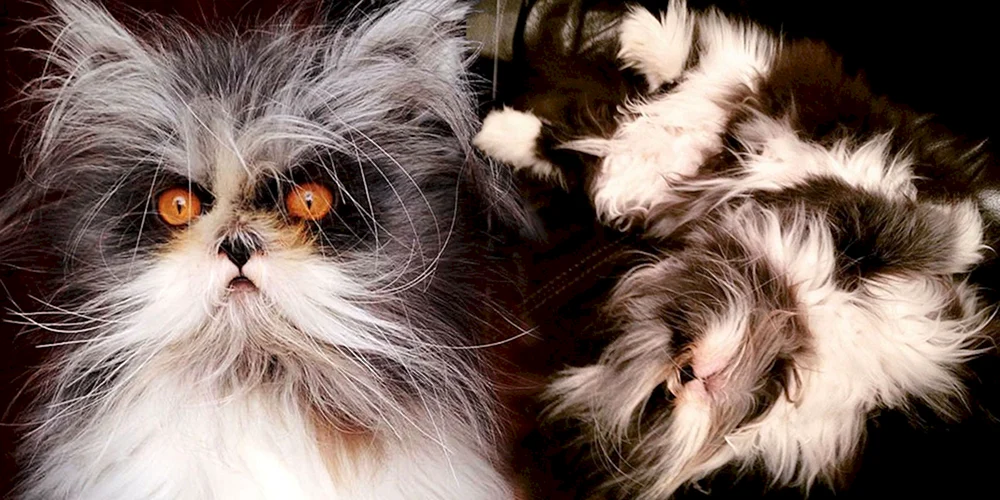 Katze Atchum Rasse