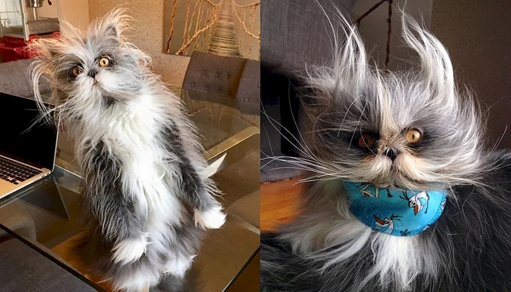 Katze Atchum Rasse
