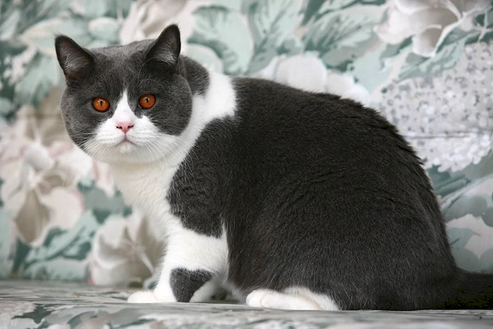Sibirische Bicolour Katze Kurzhaar