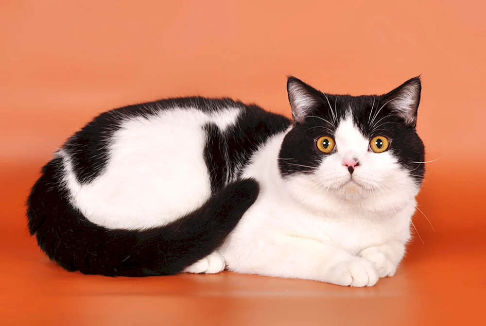 Sibirische Bicolour Katze