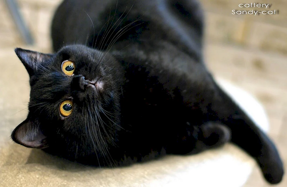 Britische Katze schwarz Katze