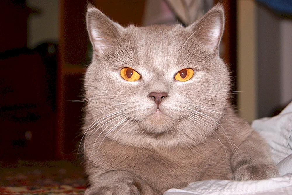 Scottish- Schottische Straight Scottish Straight Katze