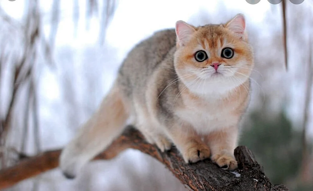 Britische Golden Chinchilla Katze