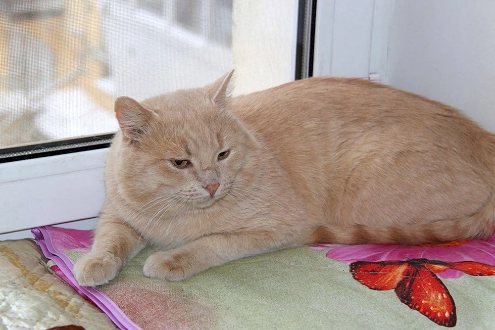 Persische Glatthaar-Pfirsichkatze