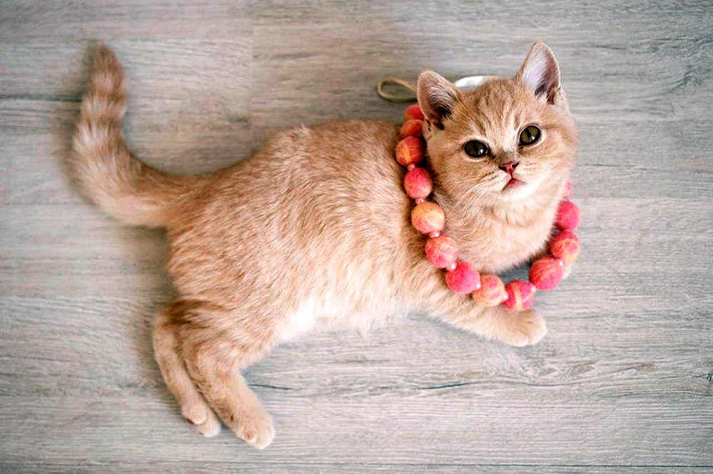 Sibirische Glatthaar-Pfirsichkatze