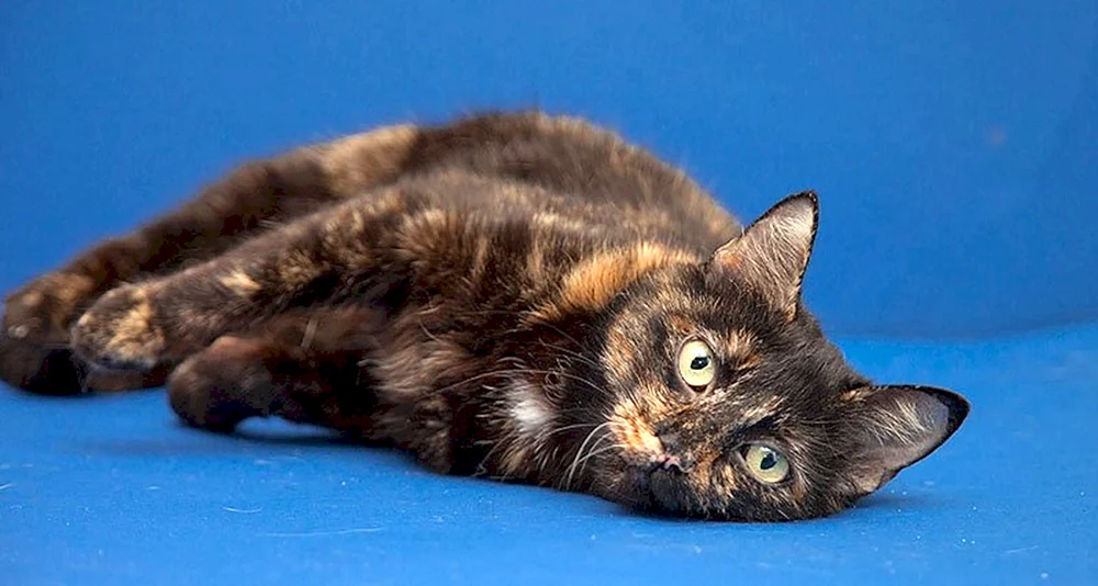 Schildpatt-Katze