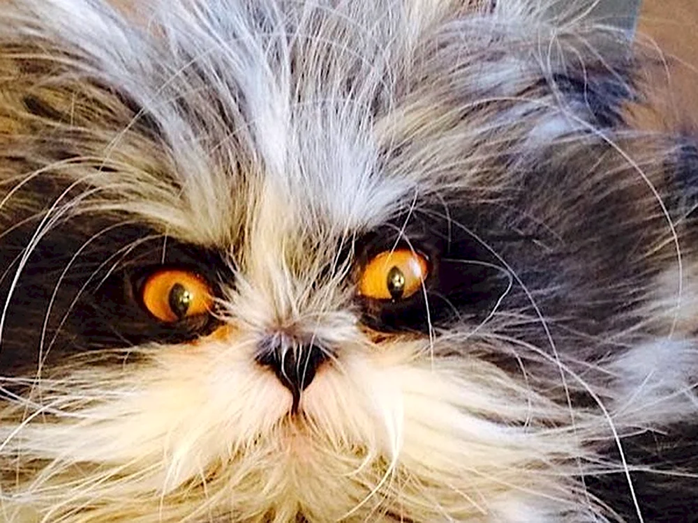 Crazy Cat