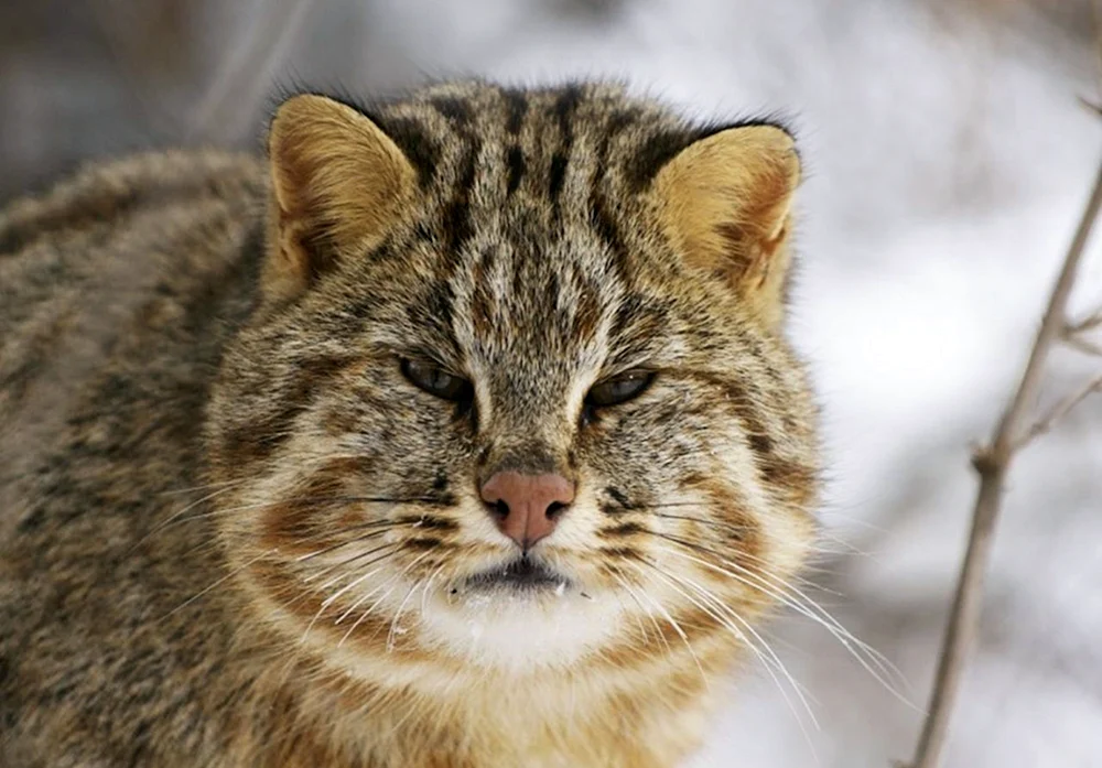 Maine Katze. Waschbär