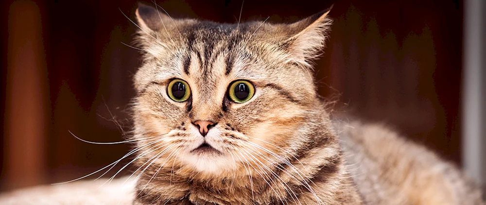 Katze denken