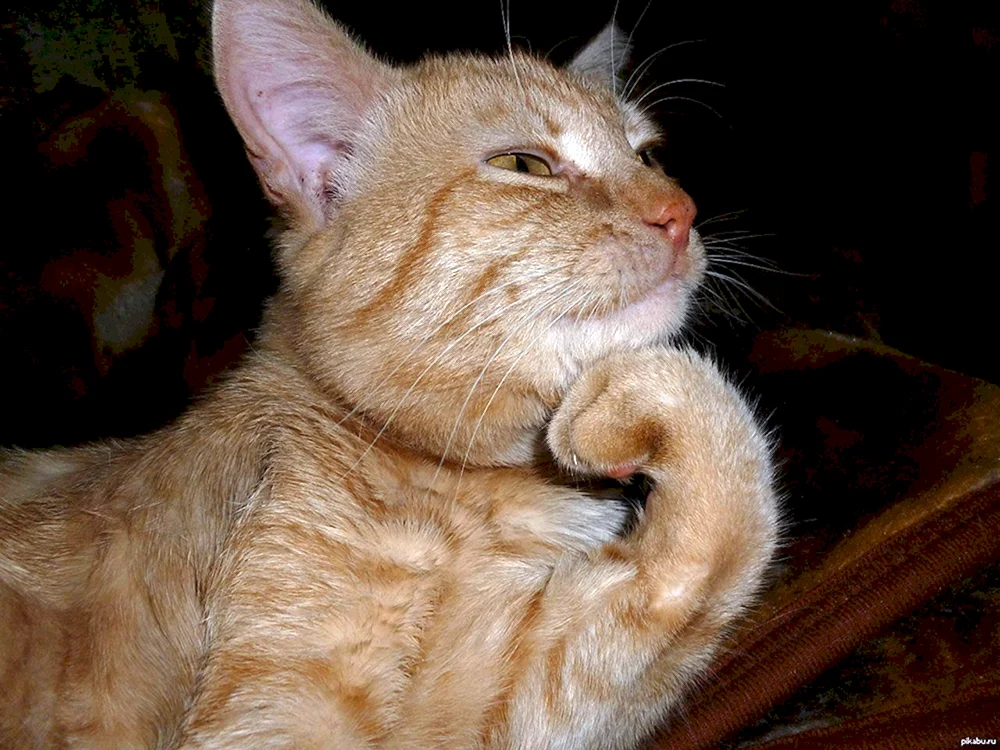 Katze denken