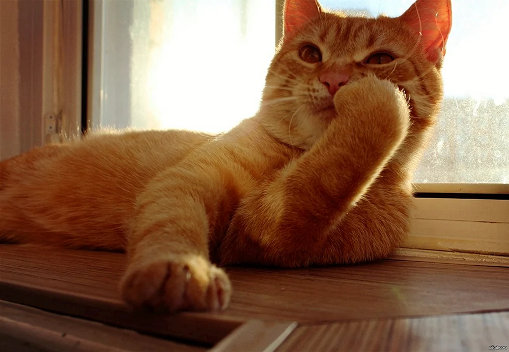 Aufmerksame Katze