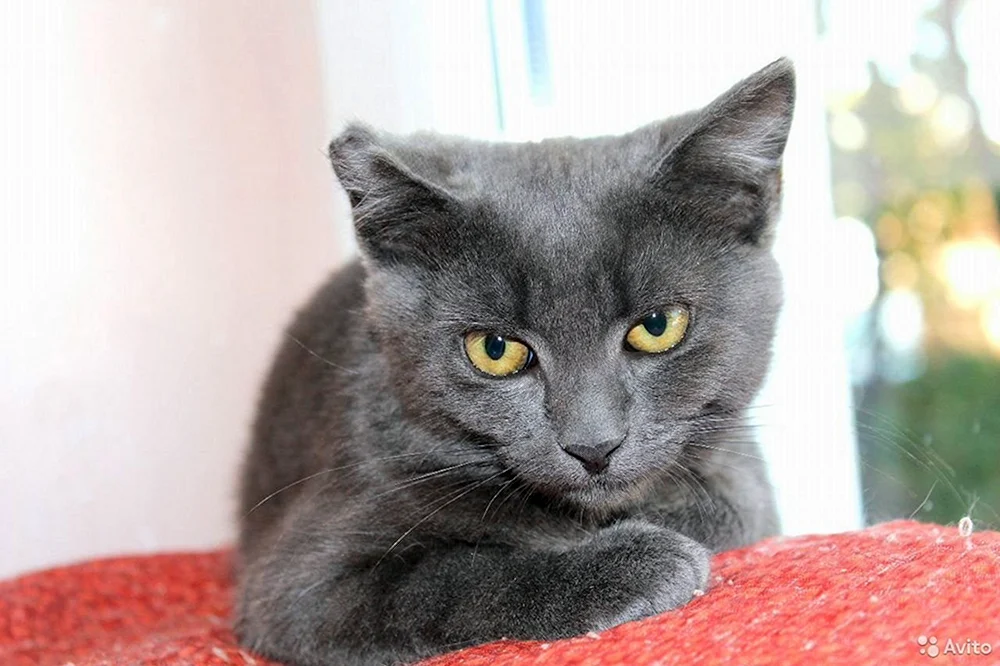 Rauchige Langhaarkatze