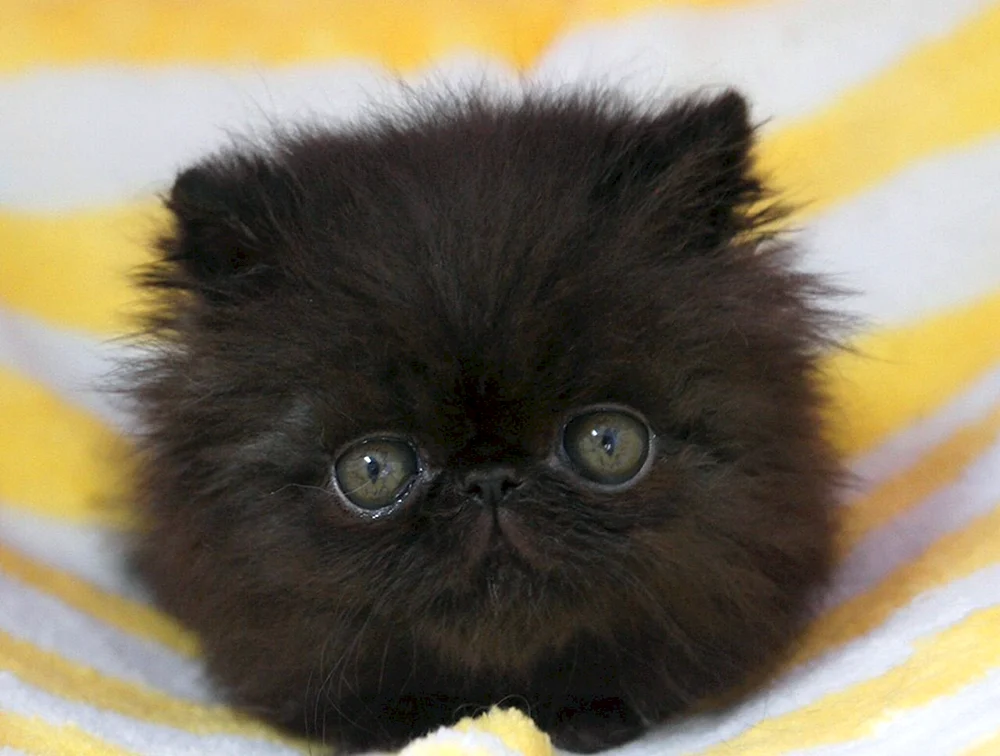 Perserkatze exotisch schwarz