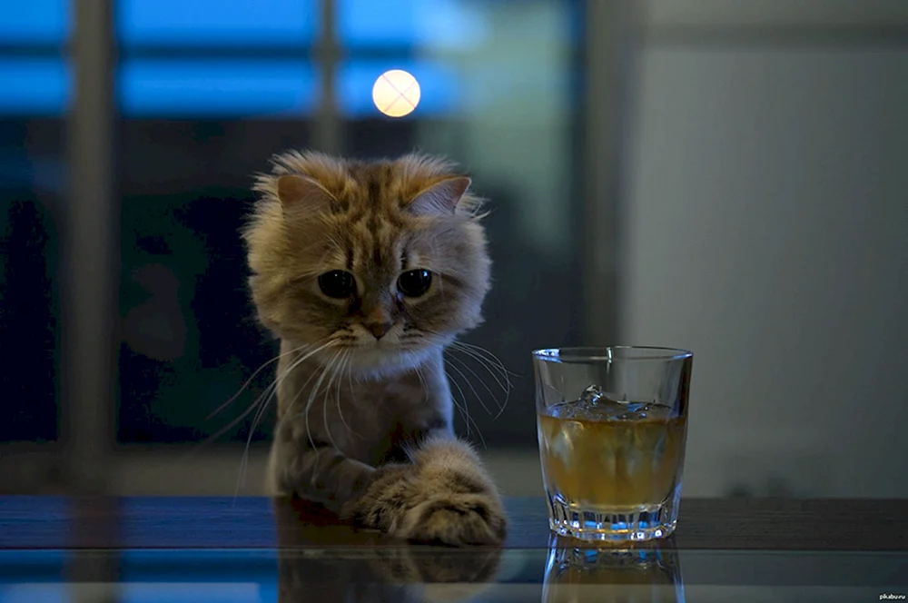 Schottische Lop-Katze