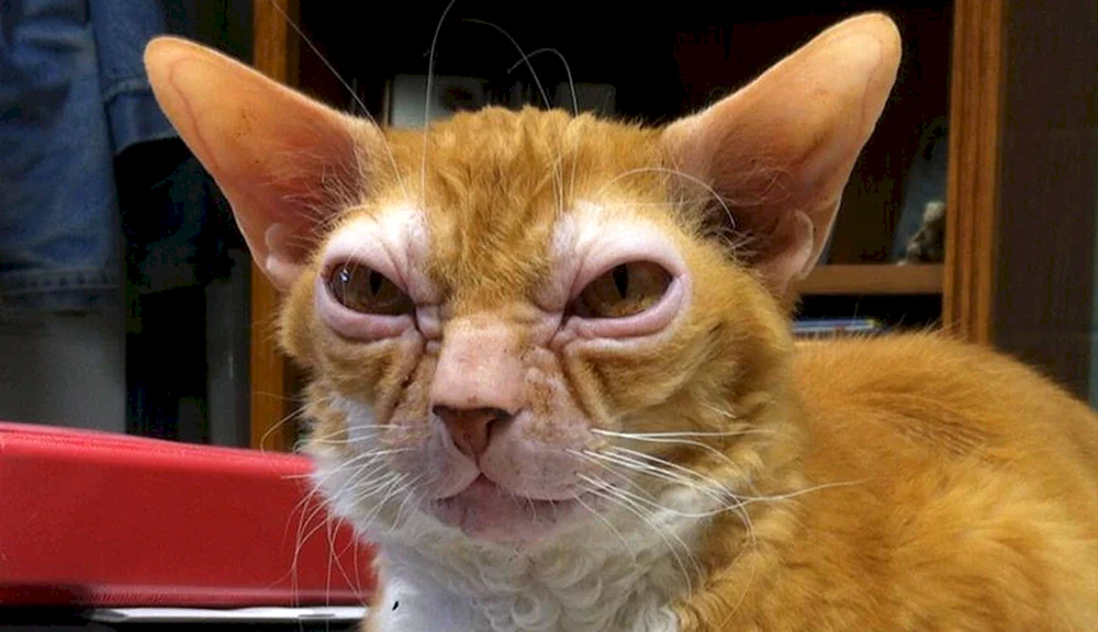 Orientalische Katze