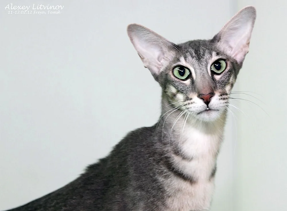 Orientalische Dobby