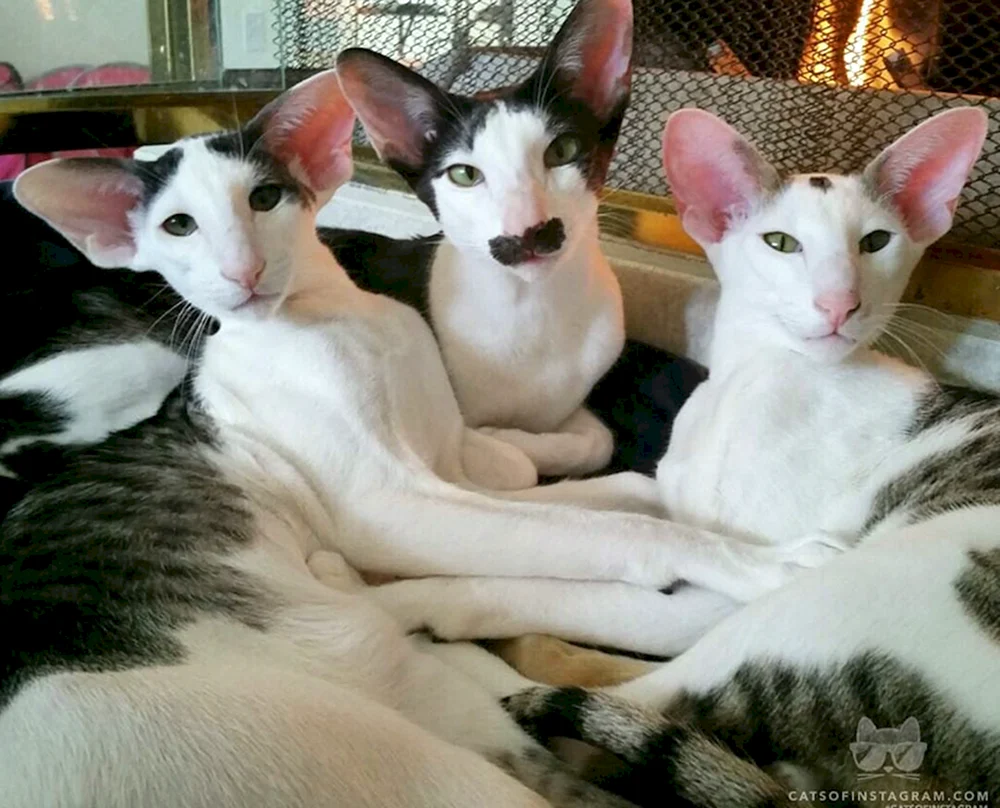 Georgische Katzenrasse Orientalisch