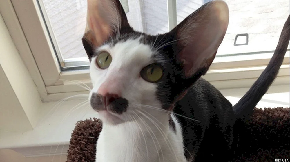 Siamische Orientalische Katze