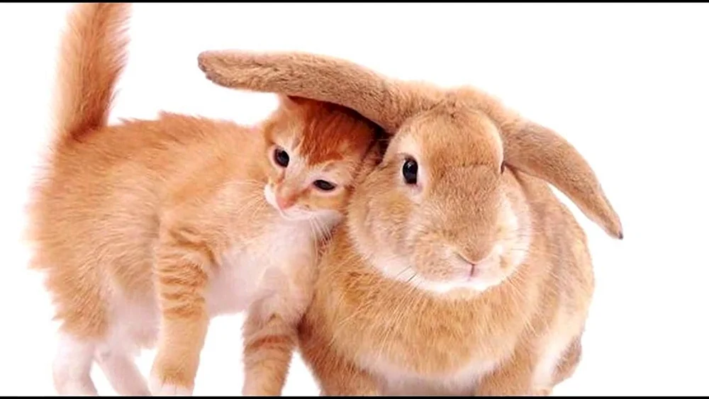Silvesterkatze