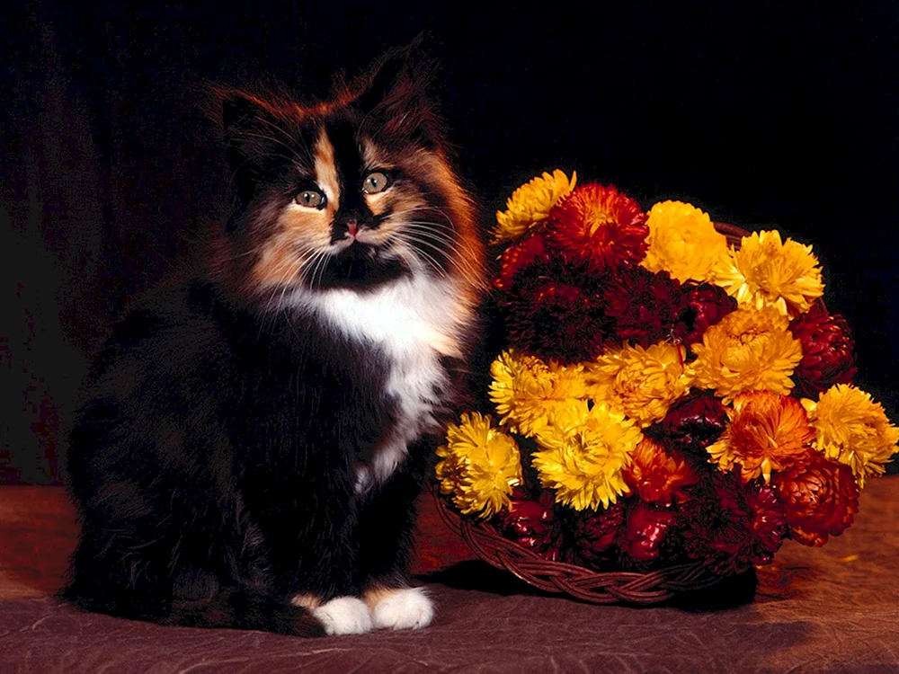 Katze und Blumen
