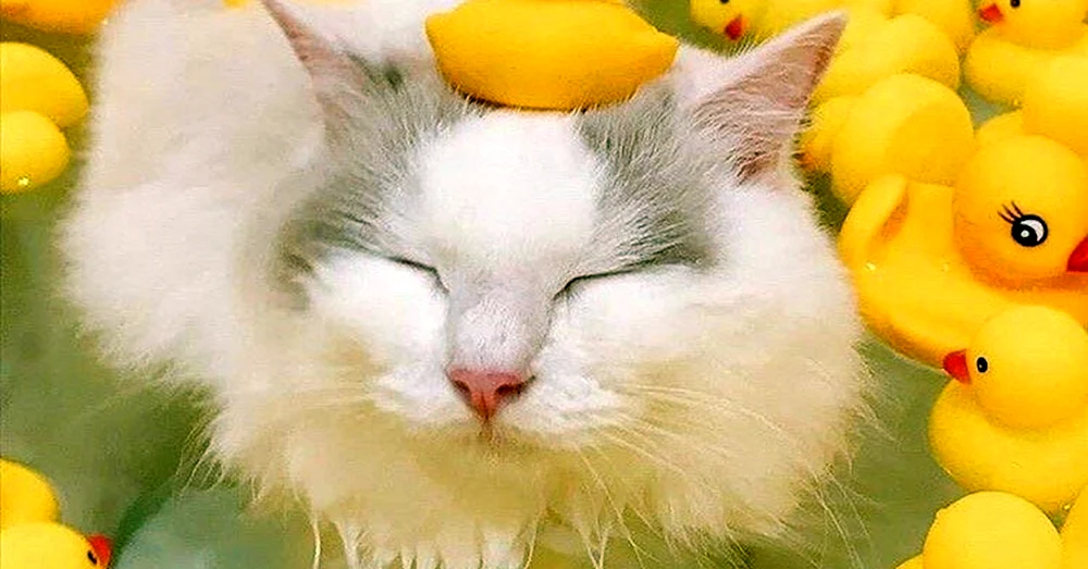 Brasilianisch Kurzhaar-Katze