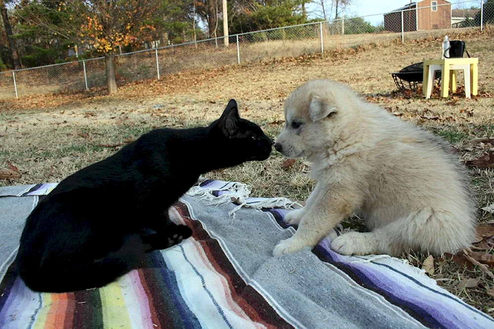 Katze und Wolfshund