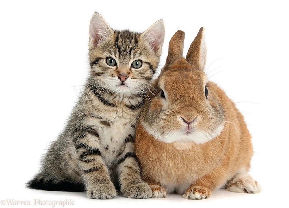 Katze und Hase