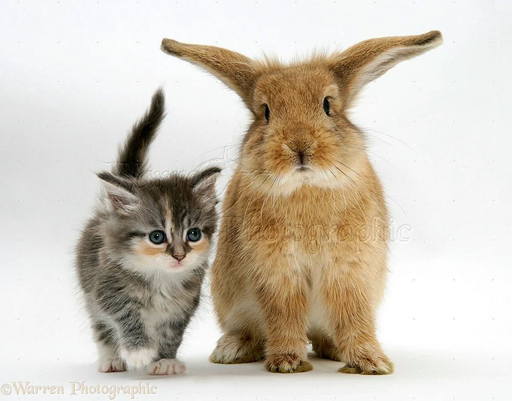 Katze und Katze.