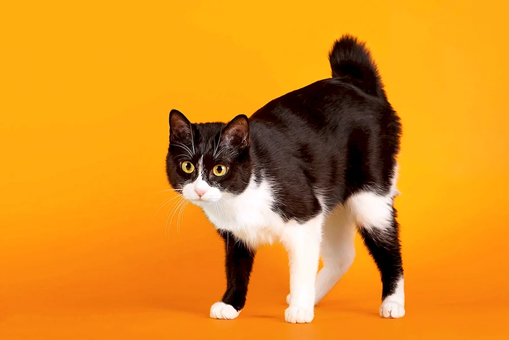 Munchkin Katze