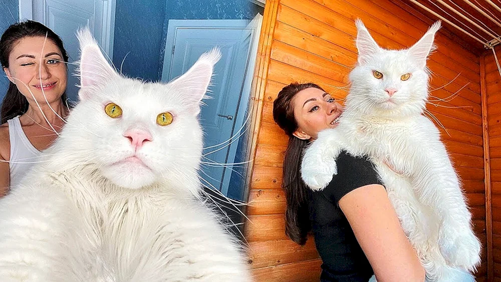 Maine Coon Großkatze