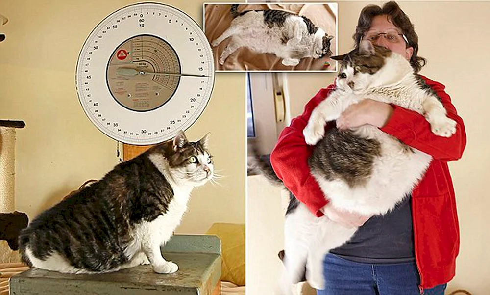 Dicke Katze