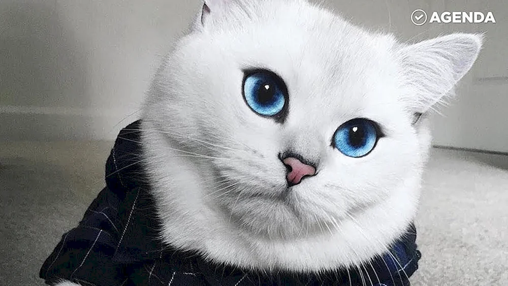 Katze Cobie